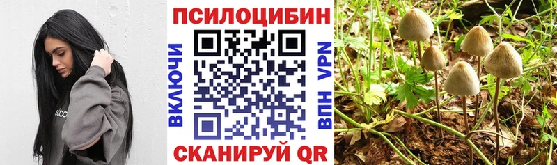 Галлюциногенные грибы Psilocybine cubensis  купить  сайты  Ершов 
